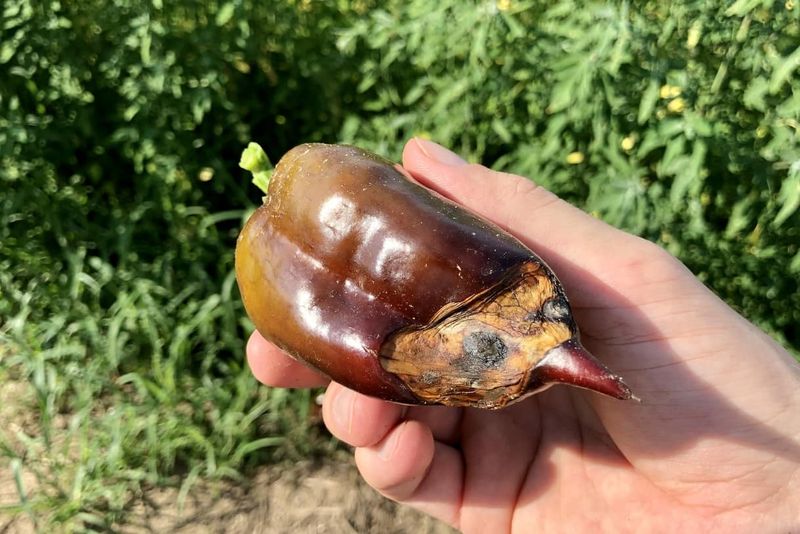 Distinguish blossom drop from blossom-end rot and other problems Distinguish blossom drop from blossom-end rot and other problems