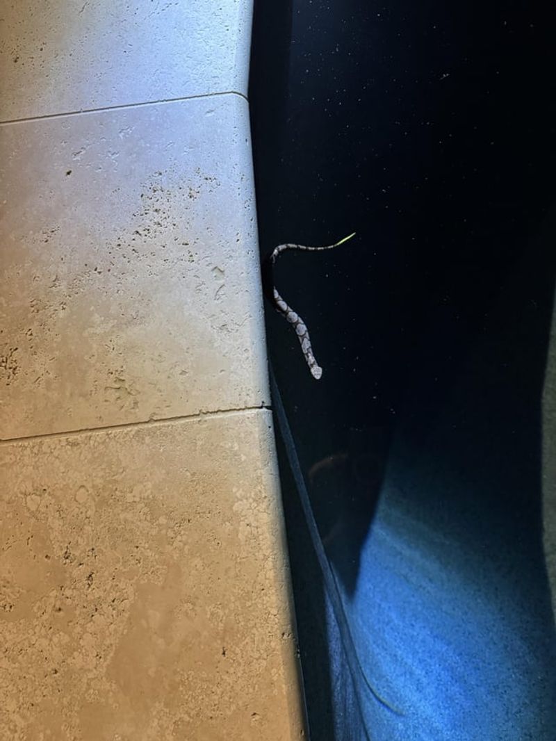 Slither Marks Across the Pool or Deck
