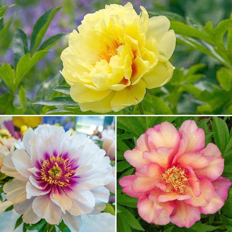 Choose Long-Blooming and Staggered Varieties
