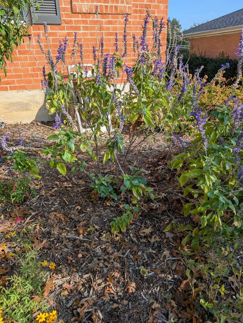 Do Not Prune a Heat-Stressed Plant Aggressively