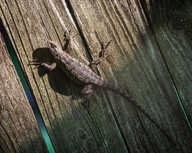 A Fence-Post Sighting Shows Native Texas Wildlife