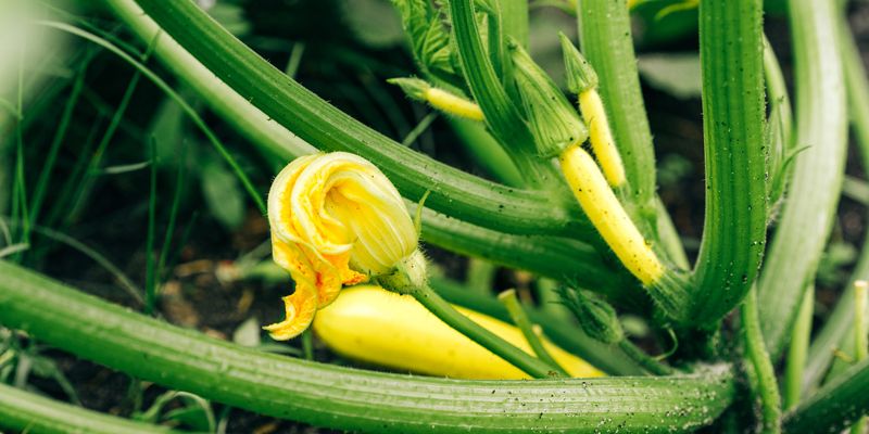 Do not fertilize a fruiting problem by guesswork