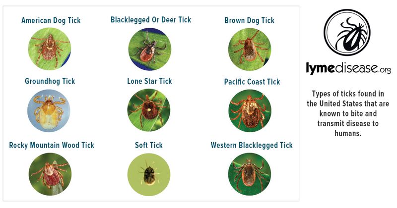 Do not generalize one tick result to every North Carolina tick