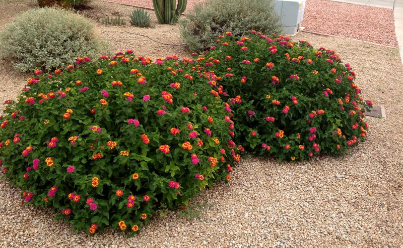 Do not plant Texas lantana in a chronically wet spot Do not plant Texas lantana in a chronically wet spot
