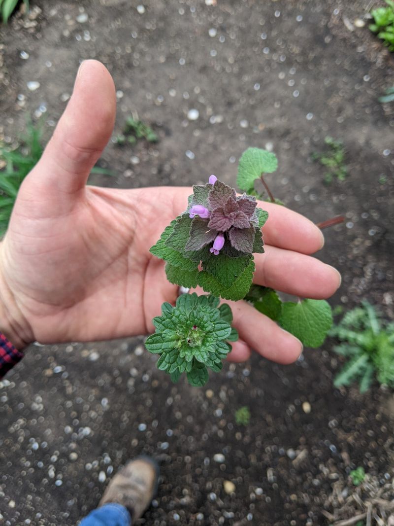 Henbit and purple deadnettle are common spring suspects