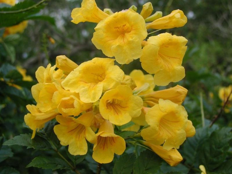 Do not use August fertilizer as a routine bloom booster Do not use August fertilizer as a routine bloom booster