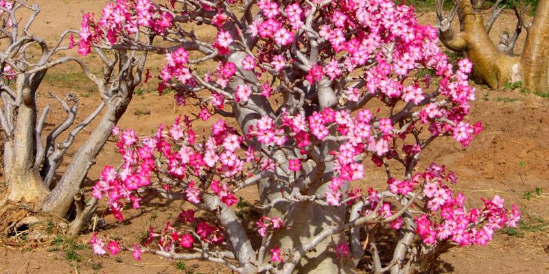 Do not use fertilizer or hard pruning as a July rescue Do not use fertilizer or hard pruning as a July rescue