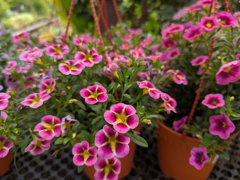 Deadheading Versus Self-Cleaning Blooms