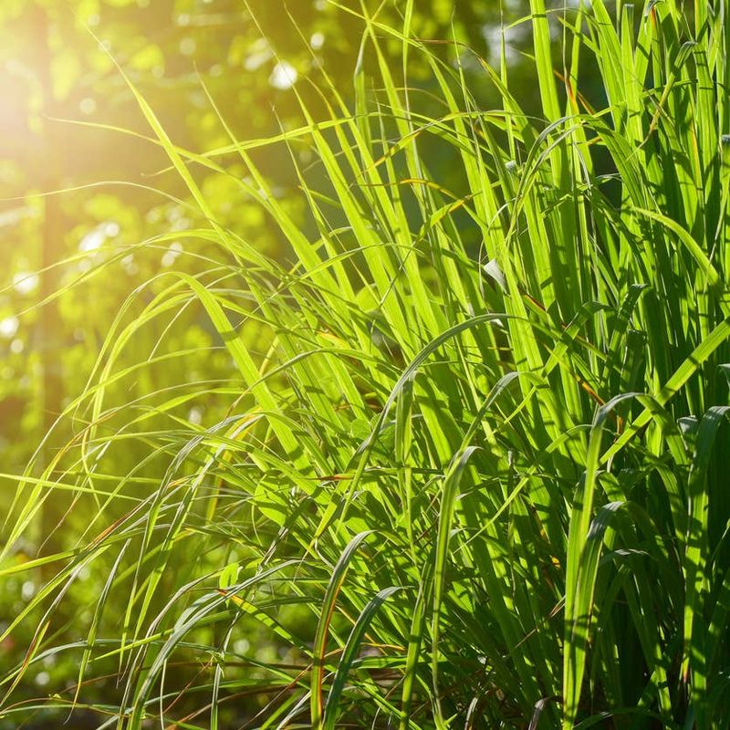Does a Living Plant Actually Repel Mosquitoes?