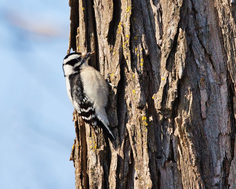 Downy Woodpecker Downy Woodpecker