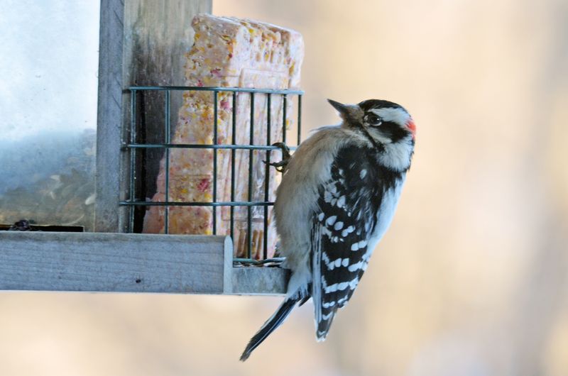 Downy Woodpecker Downy Woodpecker