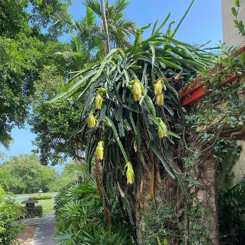 Dragon Fruit Dragon Fruit