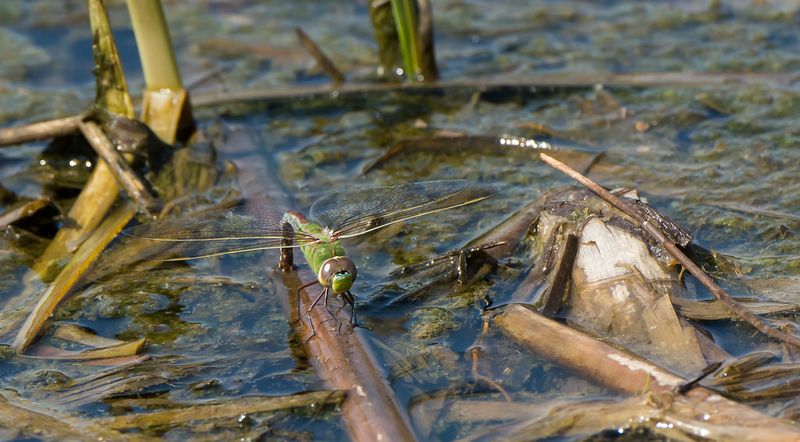 Dragonflies need aquatic habitat, not a magic flower