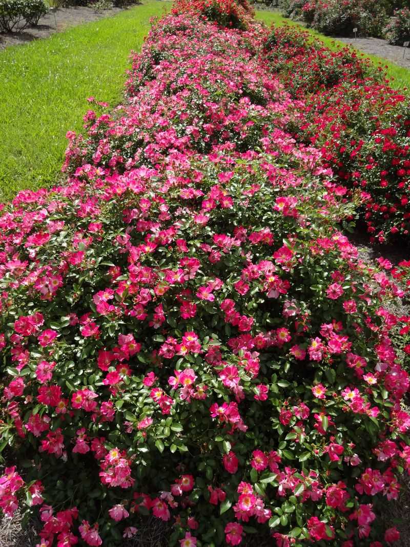 Drift Rose