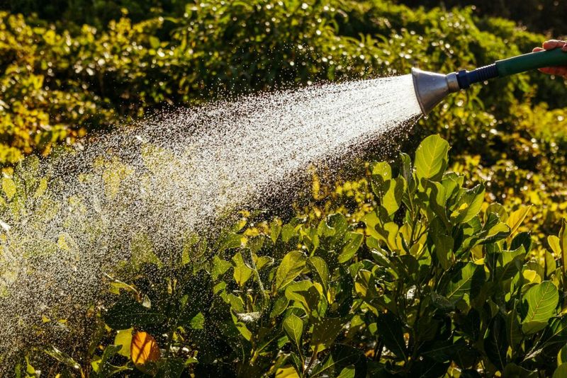 Drought changes care needs, not a reliable squash-bug timetable Drought changes care needs, not a reliable squash-bug timetable