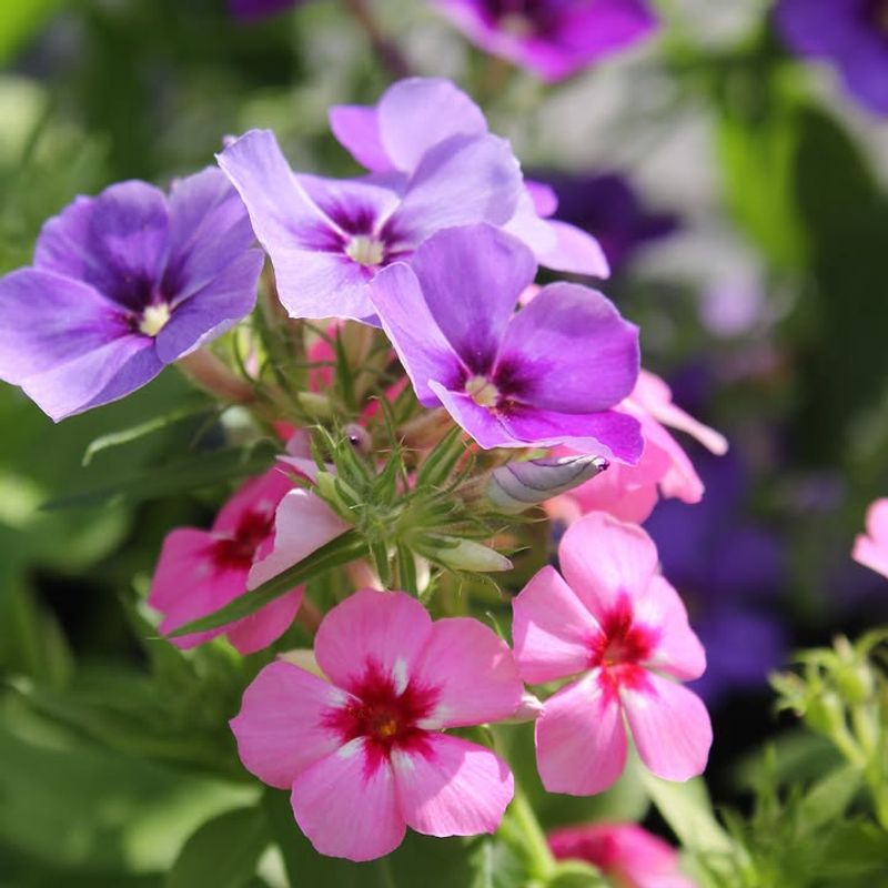Drummond Phlox (Phlox drummondii) Drummond Phlox (Phlox drummondii)