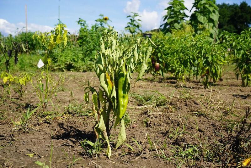 Dry-to-wet swings can stress flowering peppers