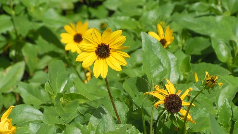 Dune Sunflower