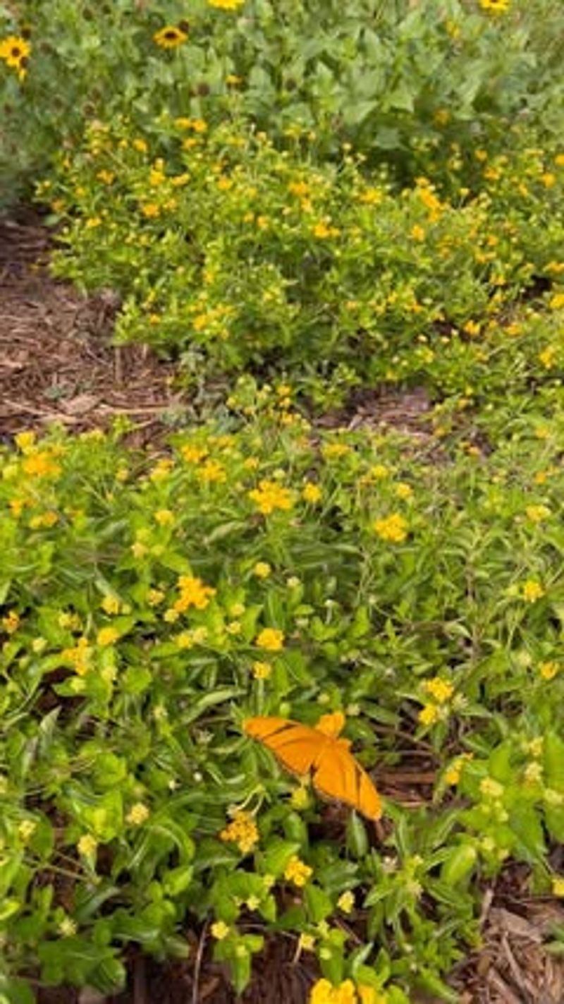 Dune Sunflower