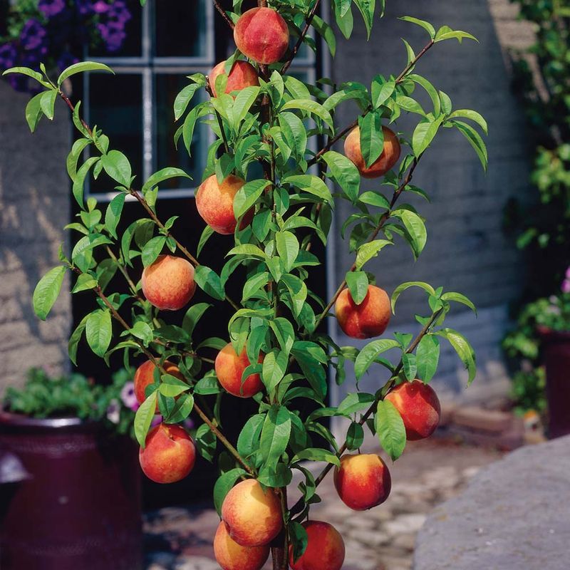 Dwarf Bonanza Peach Dwarf Bonanza Peach