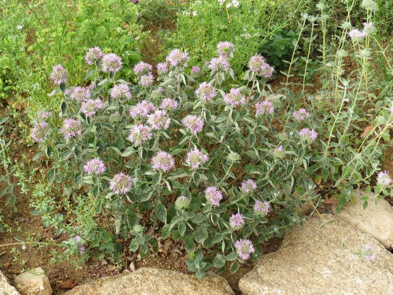 Dwarf Coyote Mint (Monardella villosa)
