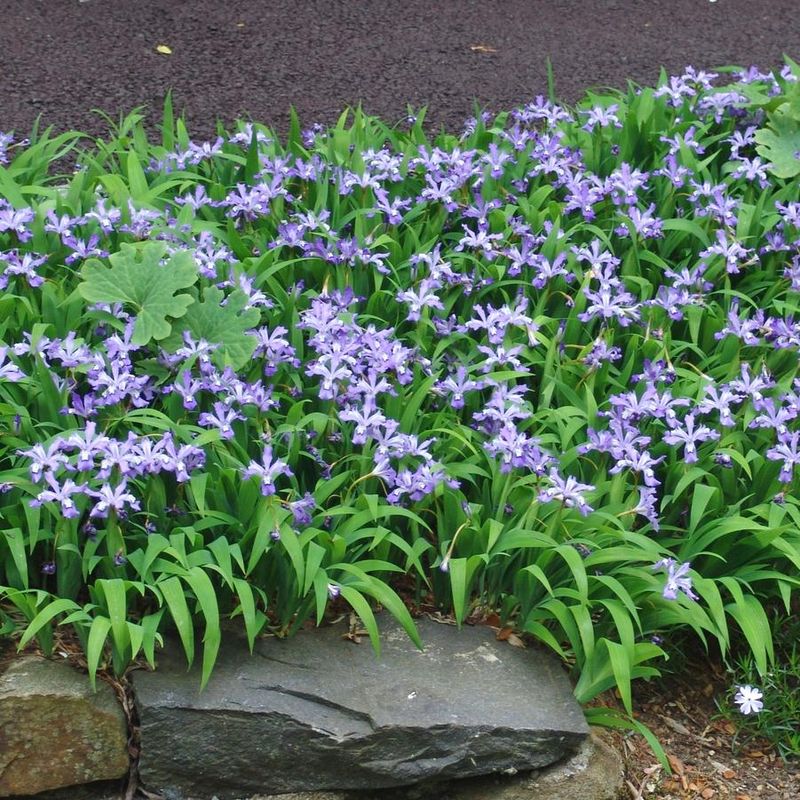 Dwarf Crested Iris (Iris cristata) Dwarf Crested Iris (Iris cristata)