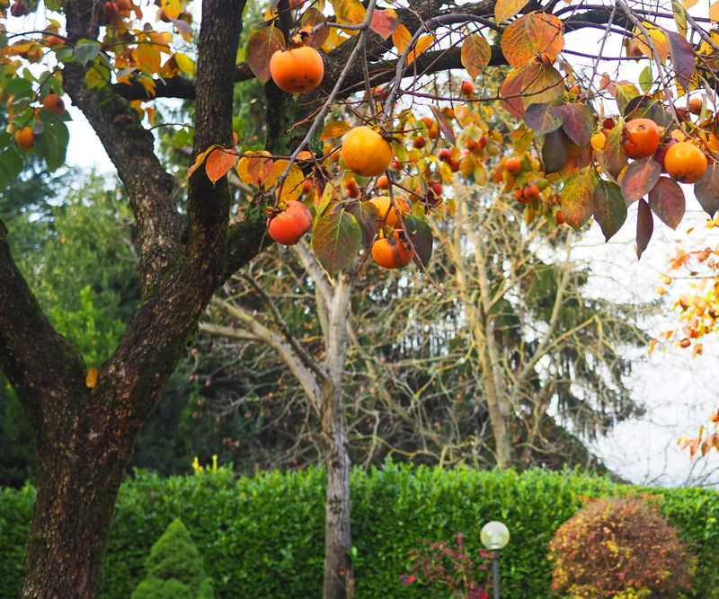 Dwarf Fuyu Persimmon Dwarf Fuyu Persimmon