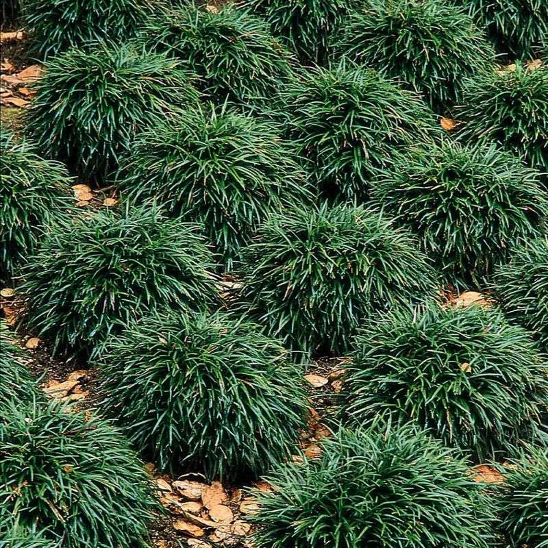 Dwarf Mondo Grass