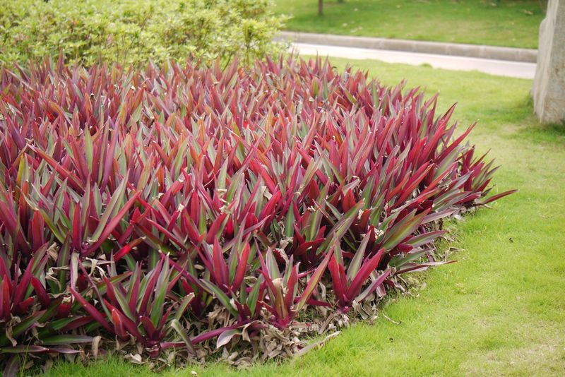 Dwarf Oyster Plant