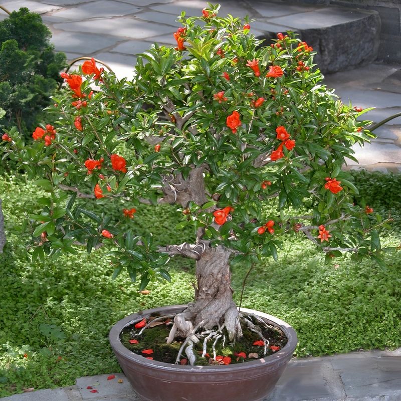Dwarf Pomegranate Dwarf Pomegranate