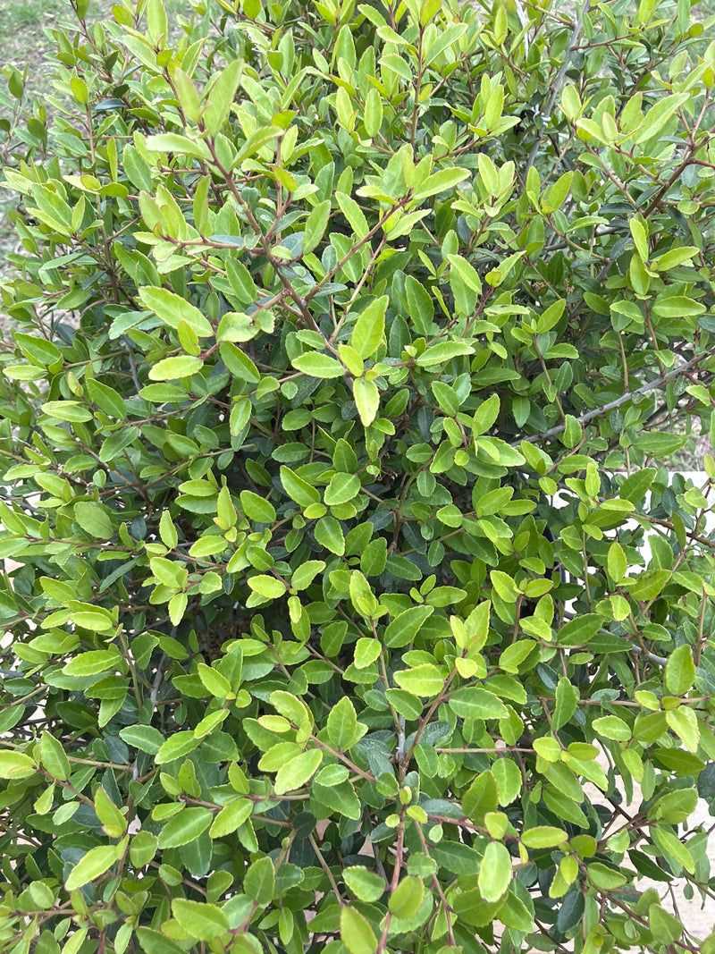 Dwarf Yaupon Holly 'Sunburst' Dwarf Yaupon Holly 'Sunburst'