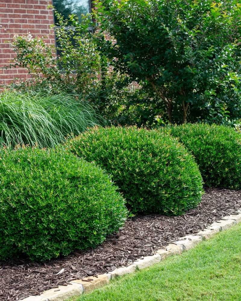 Dwarf Yaupon Holly Dwarf Yaupon Holly