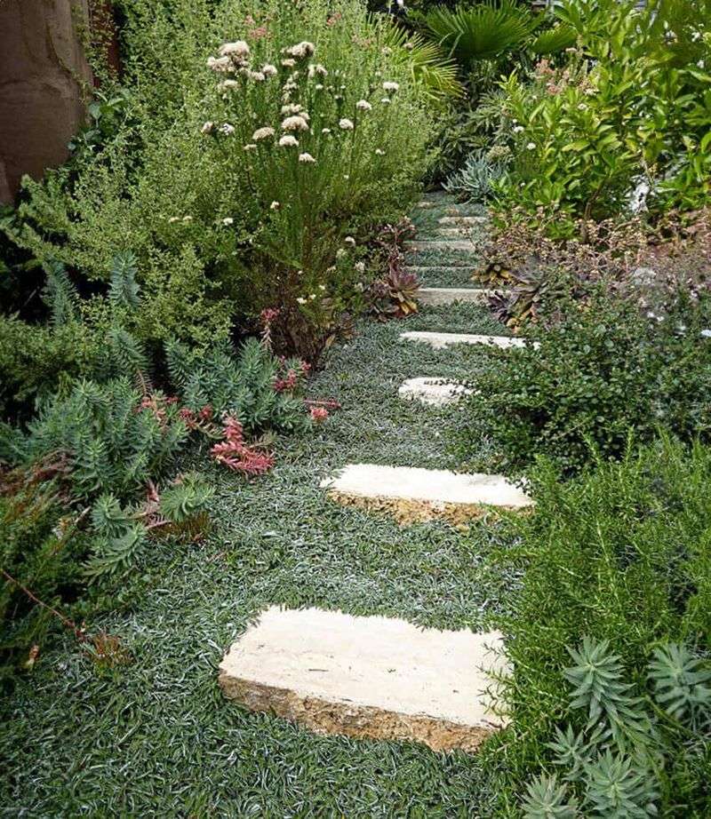 Dymondia (Silver Carpet)