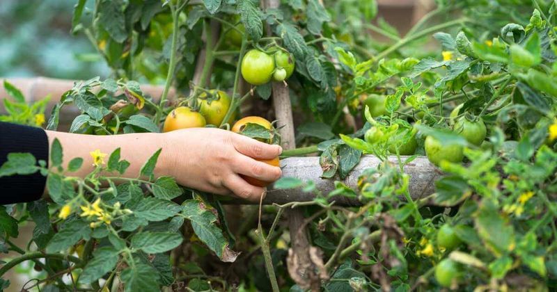 Earlier harvest can protect fruit that is already coloring
