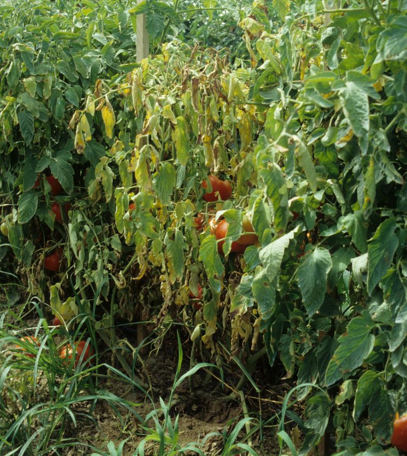 Fusarium and Verticillium Wilt