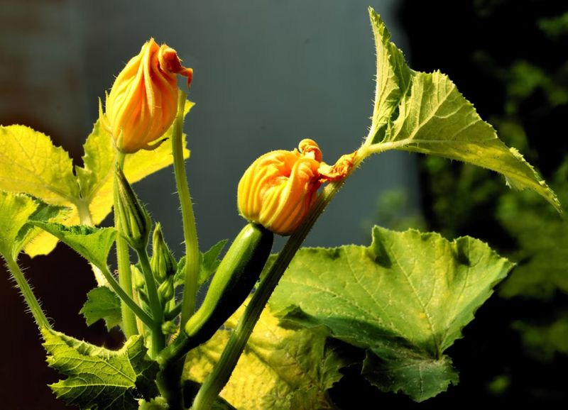Early male blooms can be completely normal Early male blooms can be completely normal