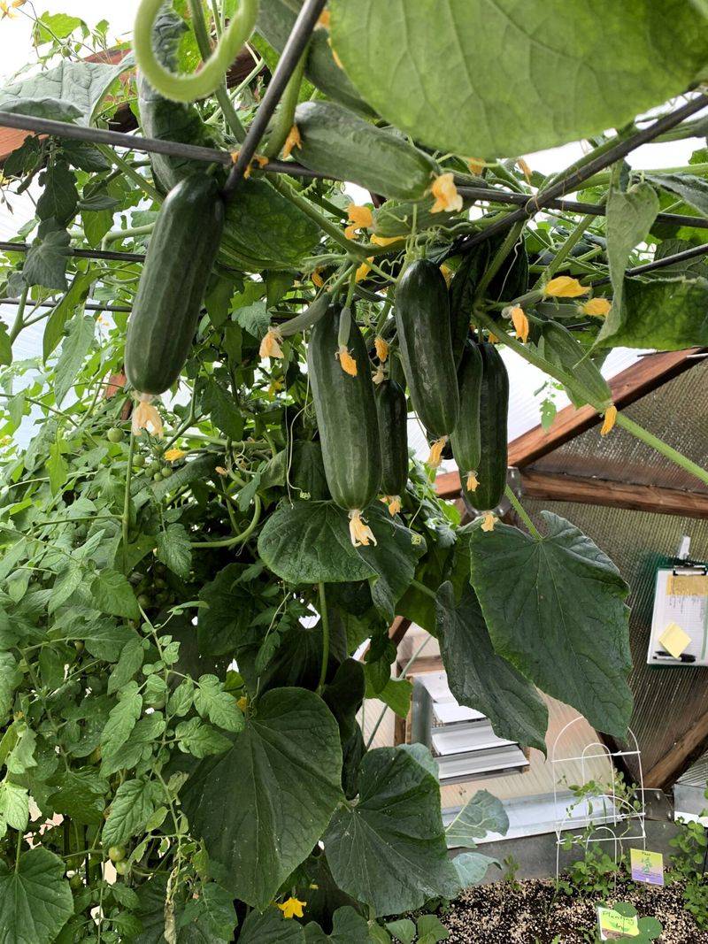 Ease Off Feeding When Plants Take Off Ease Off Feeding When Plants Take Off