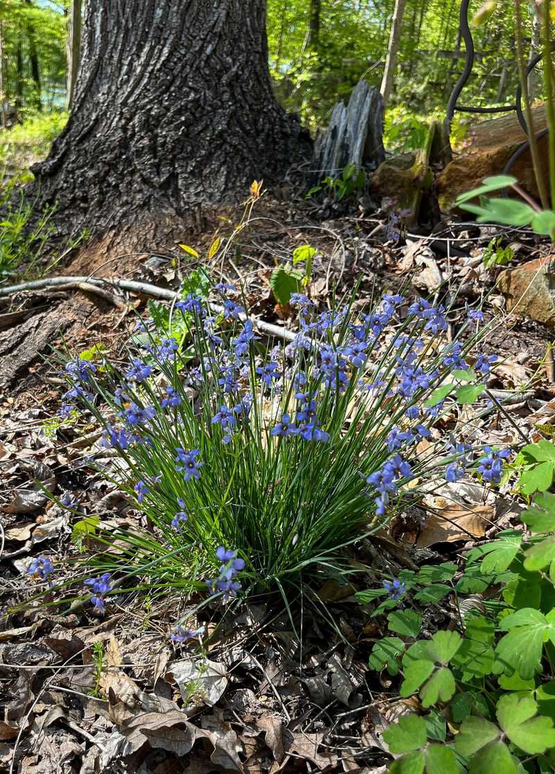 Eastern Blue-Eyed Grass (Sisyrinchium angustifolium) Eastern Blue-Eyed Grass (Sisyrinchium angustifolium)