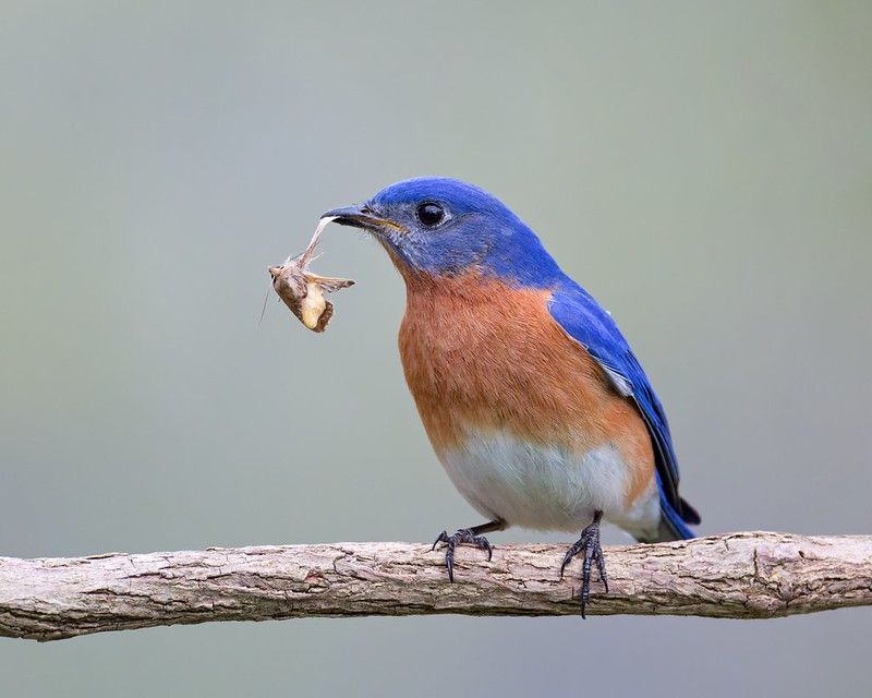 Eastern Bluebird Eastern Bluebird