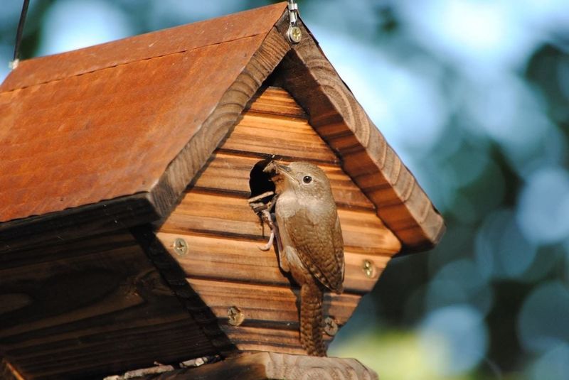 House Wren