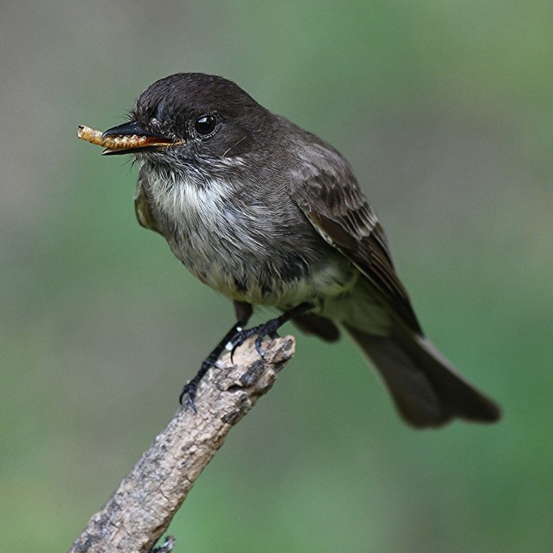 Eastern Phoebe Eastern Phoebe