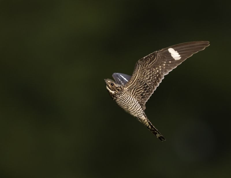 Common Nighthawk
