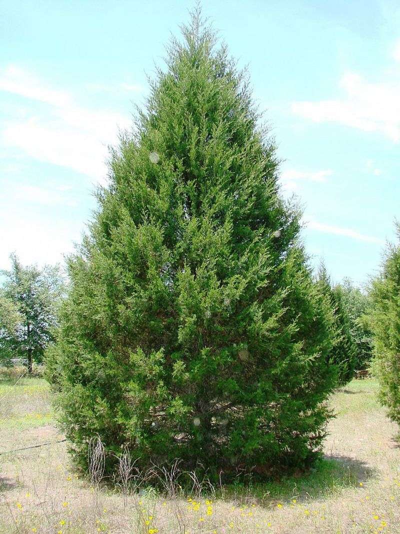 Eastern Red Cedar (Juniperus virginiana) Eastern Red Cedar (Juniperus virginiana)
