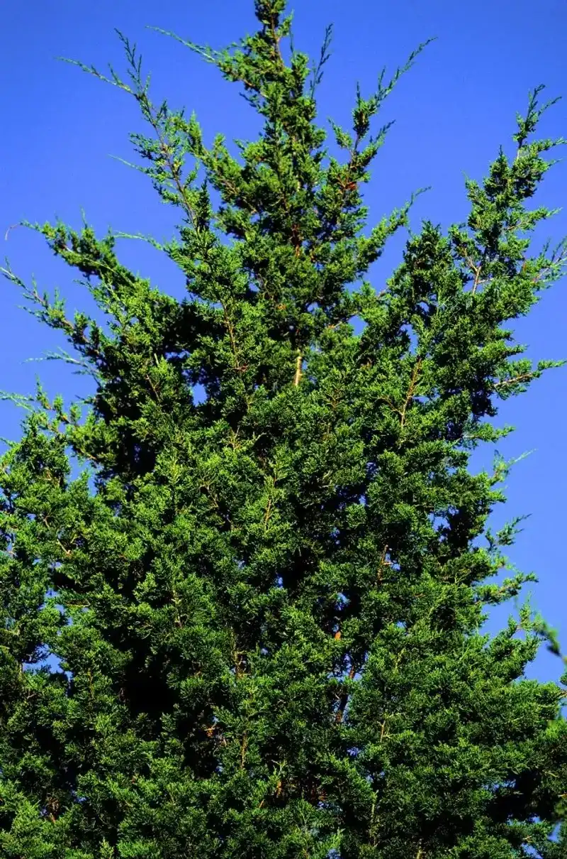 Eastern Red Cedar (Juniperus virginiana) Eastern Red Cedar (Juniperus virginiana)