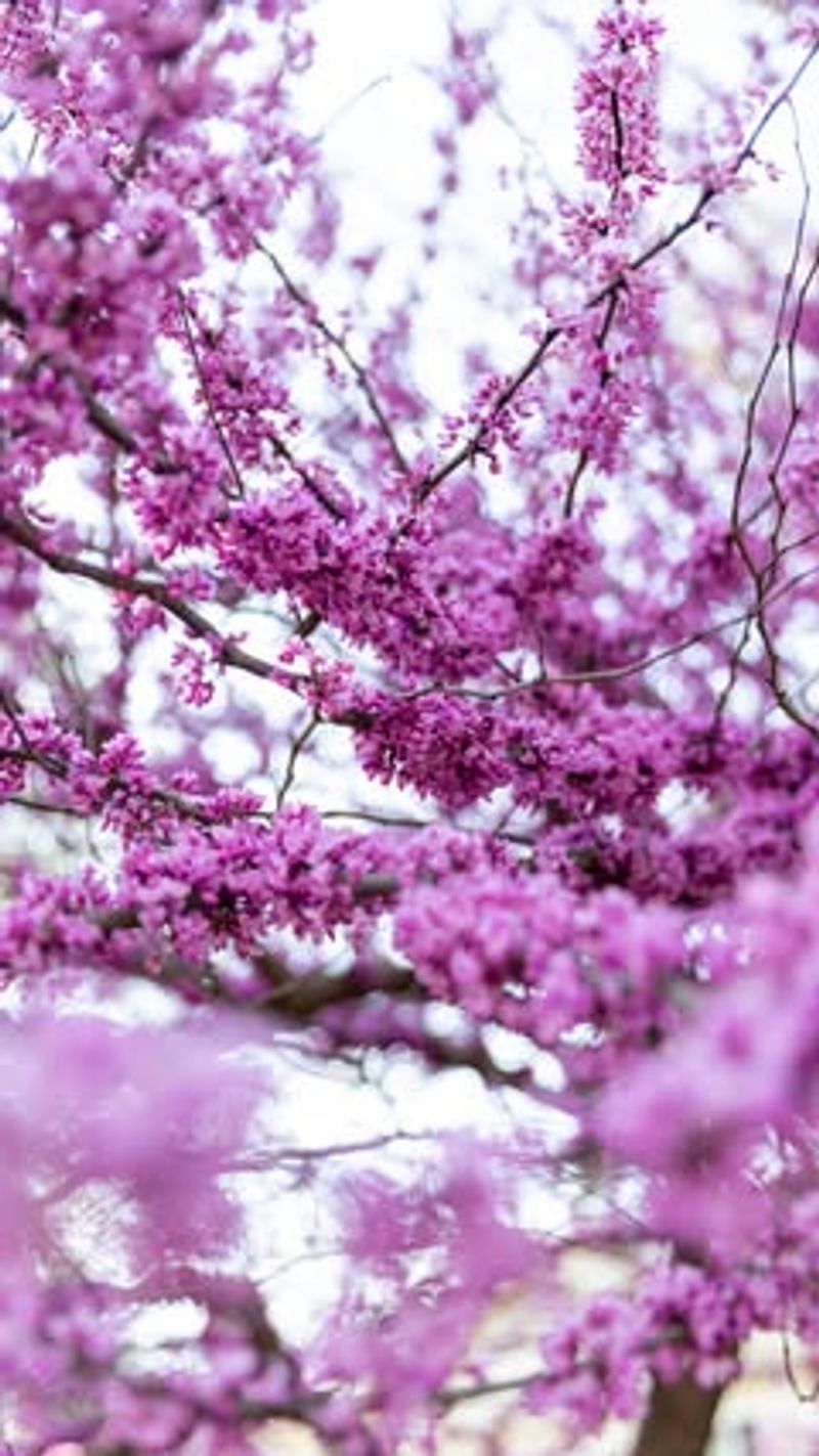 Eastern Redbud (Cercis canadensis)