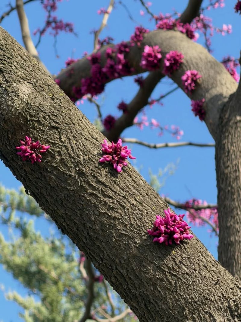 Eastern Redbud