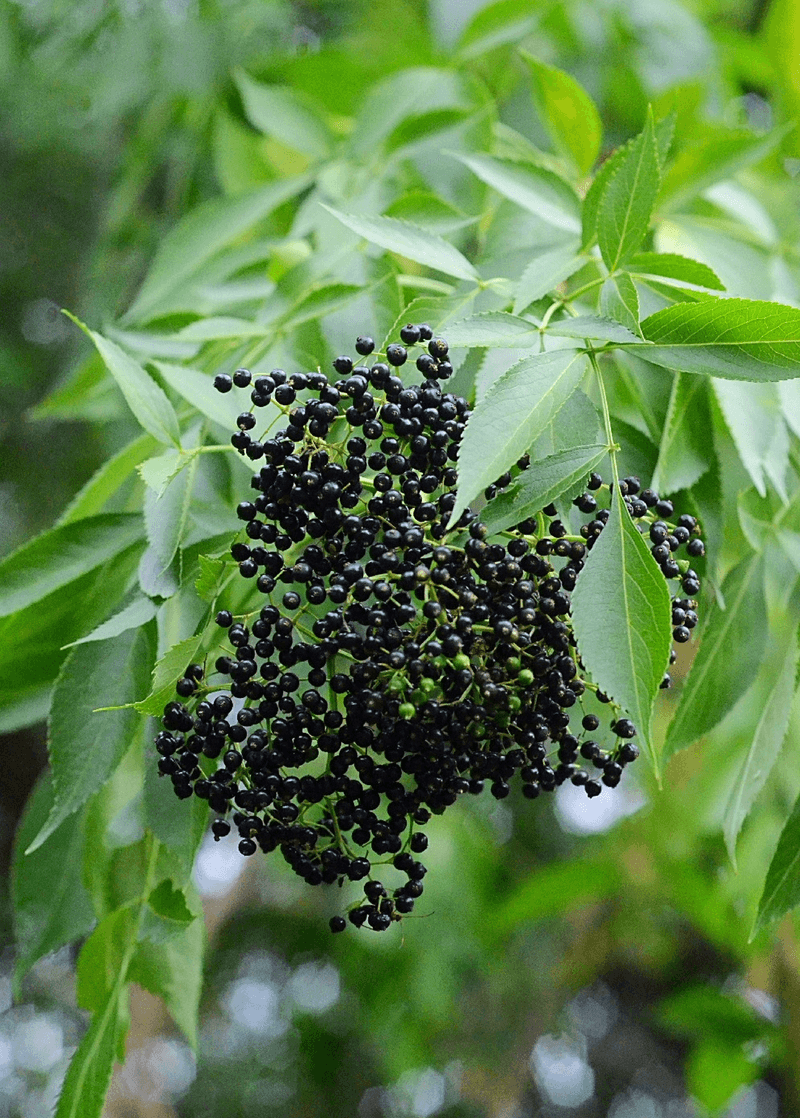 Elderberry (Sambucus canadensis) Elderberry (Sambucus canadensis)