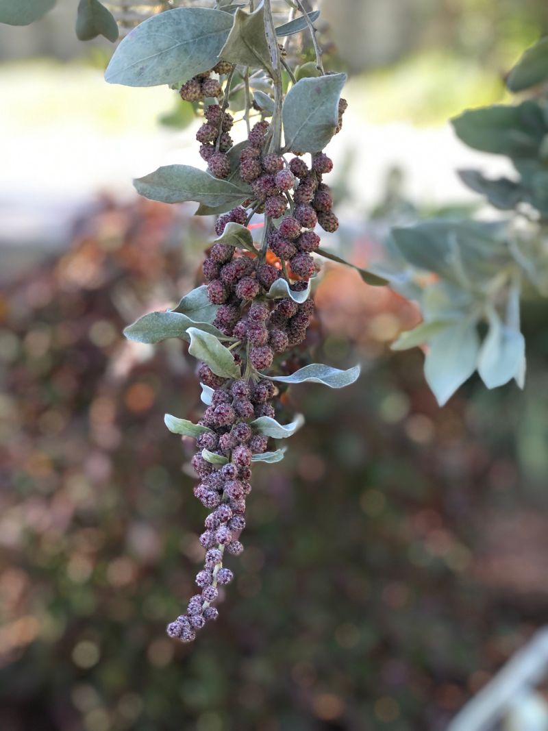 Elderberry