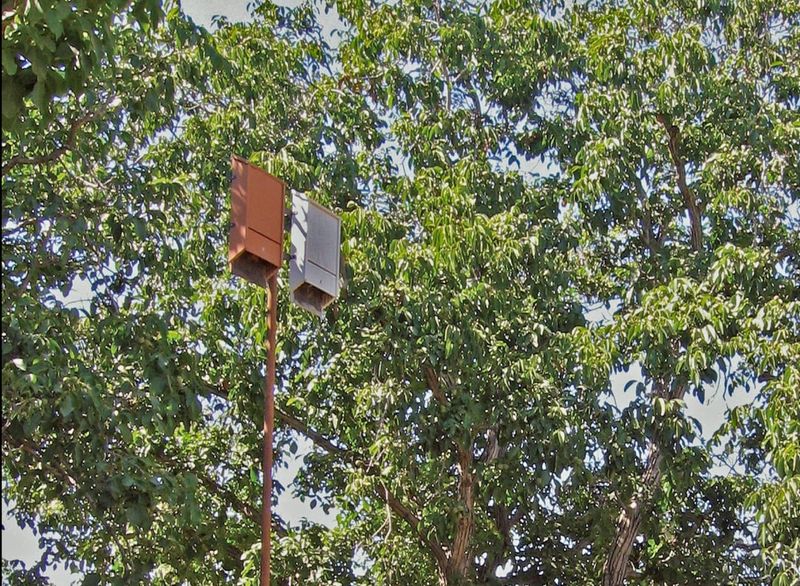 Assess the yard before you install a bat house