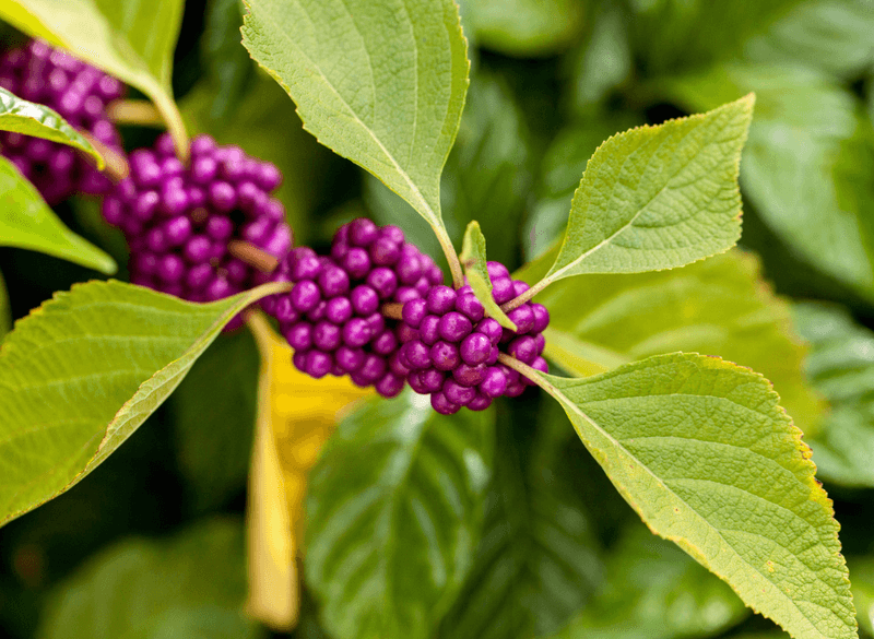 Enjoy beautyberry without asking it to do the impossible